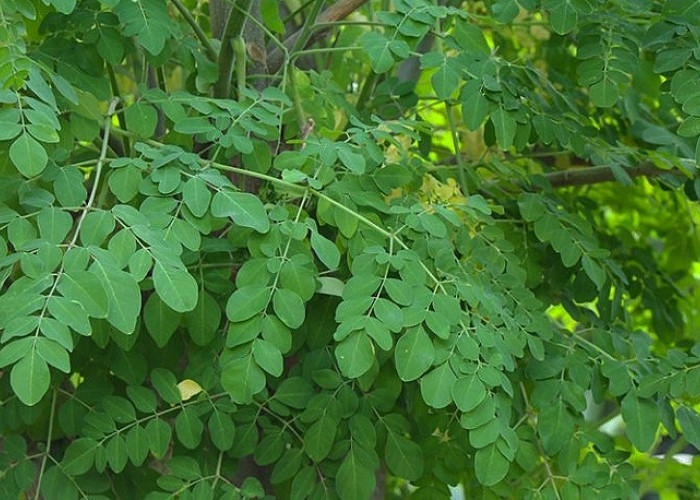 Yuk! simak 4 manfaat daun kelor bagi kesehatan tubuh kita