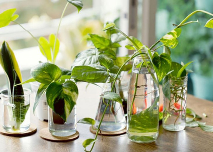 Rekomendasi 6 Tanaman Hias Hidroponik Indoor Cocok Untuk Ruangan Kecil dan Sempit, Anti Kotor dari Tanah
