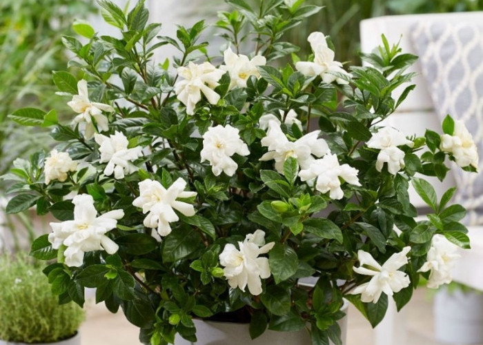 6 Tanaman Hias Pembawa Keberuntungan di Dalam Rumah, Buat Hunian Terasa Sejuk dan Asri