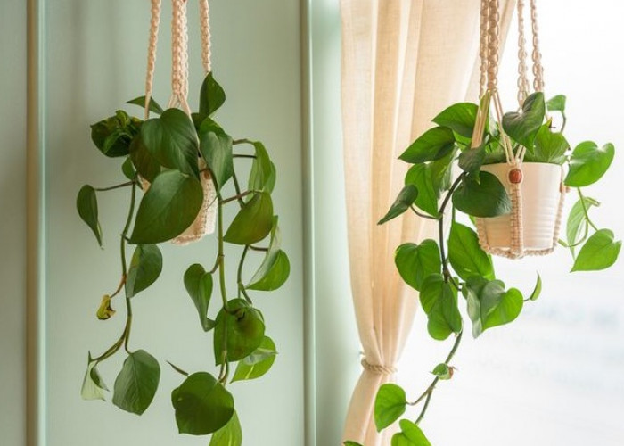 7 Pilihan Cantik Tanaman Pot Gantung Minimalis, Ubah Rumah Jadi Lebih Asri dan Hijau