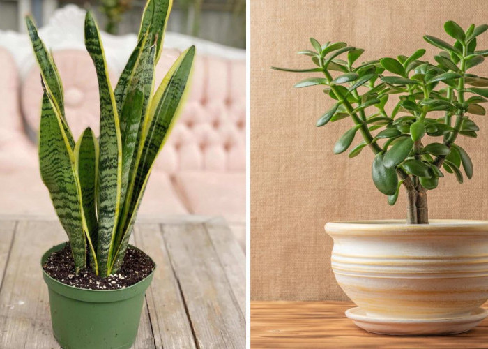 4 Fakta Tanaman Hias yang Membawa Keberuntungan Untuk Pemilik Rumah, Ternyata Ada Penjelasan Ilmiah!