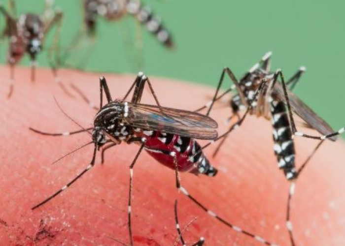 Jangan Anggap Remeh! Perubahan Iklim Bikin Nyamuk Berkembang Pesat, Ini Penjelasan Ilmiahnya