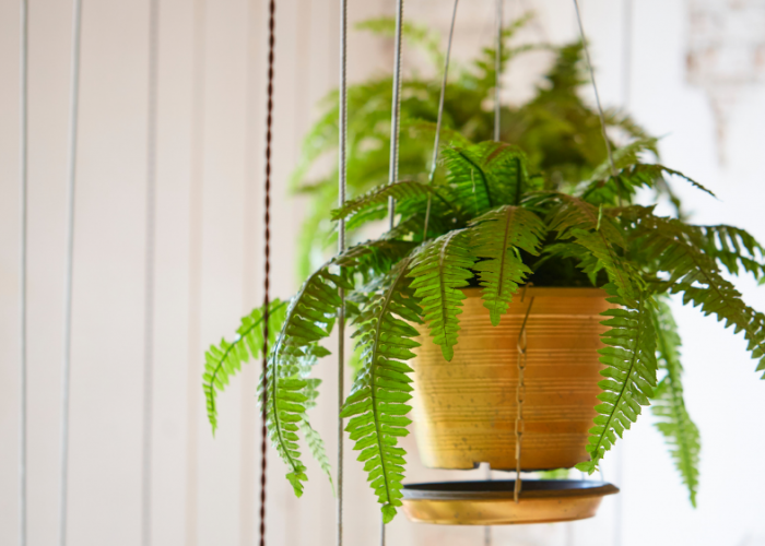 Ini 7 Tanaman Hias yang Bikin Rumah Sehat & Dipercaya Membawa Rezeki Berlimpah