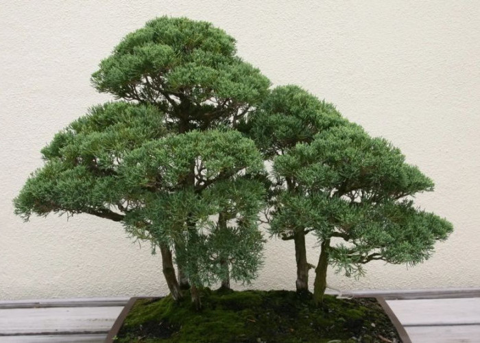 Gak Perlu Tanah, 5 Tanaman Hidroponik Indoor Ini Subur, Estetik, dan Super Mudah Dirawat di Rumah