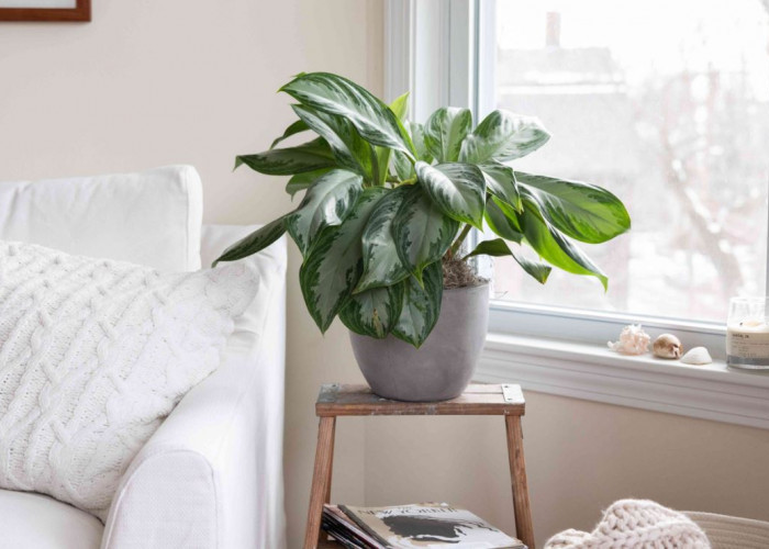 Kurangi Debu & Asap di Dalam Rumah, 6 Tanaman Hias Penyerap Polusi Udara Ini Bantu Tingkatkan Kualitas Udara
