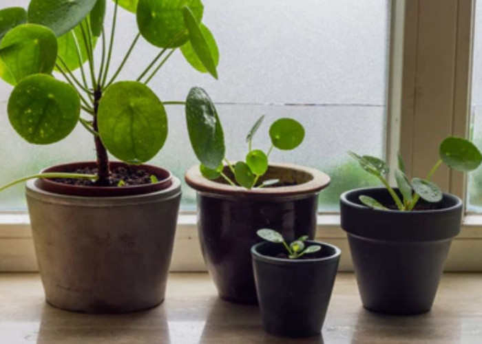 Rumah Lebih Hidup & Harmonis, 5 Tanaman Hias Simbol Keberuntungan, Kesuksesan dan Menenangkan Penghuni