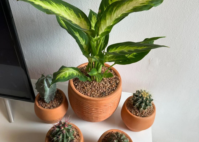 Ruangan Sempit Tetap Estetik! 5 Tanaman Indoor Minimalis untuk Percantik Rumah Tampak Modern & Elegan