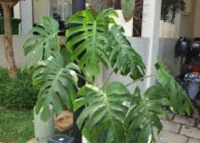 Bikin Salfok! Ini 6 Tanaman Hias Outdoor yang Estetik dengan Tampilan dan Visual Menarik di Teras Rumah