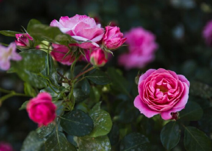 Warnanya Cantik dan Elegan, Berikut Rekomendasi 5 Tanaman Hias Bunga untuk Dekorasi Rumahan