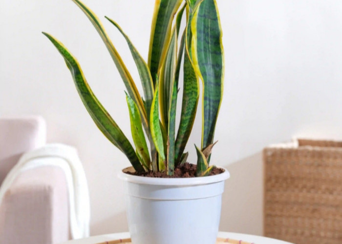 Bikin Rumah Segar, Sehat & Bebas Racun! 6 Tanaman Hias Pembersih Udara dalam Ruangan dengan Tampilan Estetik