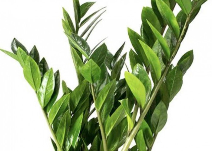 Kurangi Stres di Rumah, Ini 7 Tanaman Indoor Minimalis yang Bawa Suasana Rileks ke Dalam Rumah