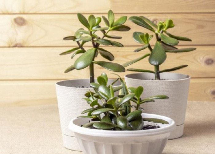 7 Pilihan Tanaman Depan Rumah yang Tarik Rezeki, Lindungi Energi, dan Menyaring Udara Menurut Feng Shui