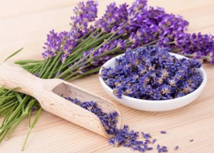 Ampuh Hilangkan Bau Apek! Ini 4 Tanaman Hias Penyerap Bau yang Wajib Kamu Punya