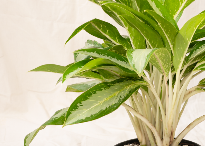 5 Tanaman Hias Penarik Rezeki dan Keberuntungan ke dalam Rumah, Ideal untuk Hiasan di Teras