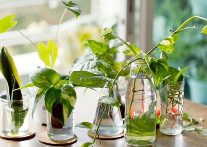 8 Tanaman Hias Hidup di Air, Mudah Dirawat, Minim Hama dan Menambah Estetika Ruangan dan Tips Merawat