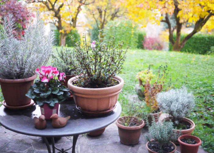 Halaman Rumah Bawa Hoki, Tanam 5 Tanaman Hias Outdoor Ini Agar Keberuntungan Cepat Datang!
