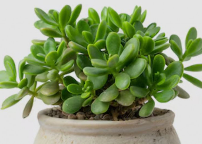 Jaga Rumah dari Energi Negatif, Ini 8 Tanaman Hias Penjaga Rumah Serta Penangkal Penyakit yang Jarang Dikenal