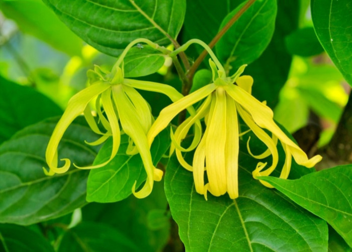 5 manfaat dari bunga kenanga bagi kesehatan tubuh