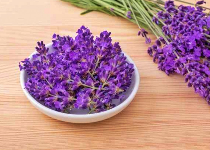 Manfaat Bunga Lavender Bagi Kesehatan Tubuh 