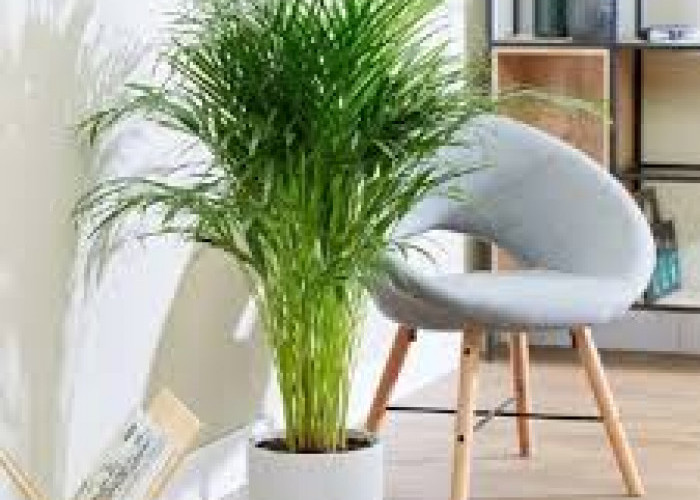 Tanpa Air Purifier, Ini 6 Tanaman Hias Indoor Penyerap Udara Kotor Secara Alami, Udara Lebih Fresh 