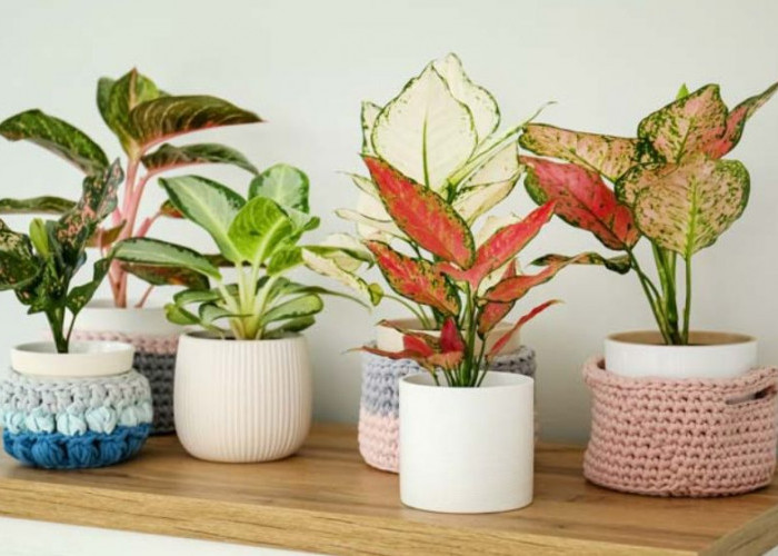 Tanaman Indoor Cantik Tapi Nggak Ribet, Ini 8 Pilihan Minim Perawatan, Tahan Cahaya Rendah, Bikin Rumah Adem