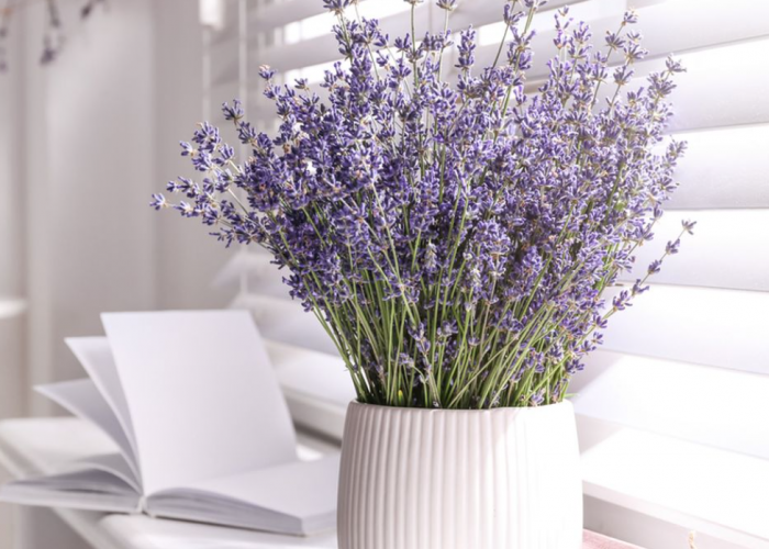 Beri Perlindungan dan Kekayaan, Ini 4 Tanaman Hias Pembawa Rezeki Menurut Feng Shui, dan  Penempatannya