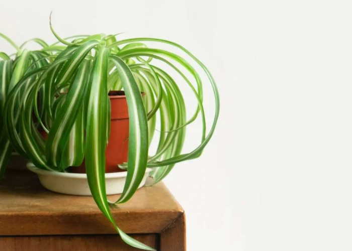 8 Macam Tanaman Hias Indoor untuk Ruangan Minimalis, Bikin Interior Rumah Makin Estetik Tanpa Ruang Besar