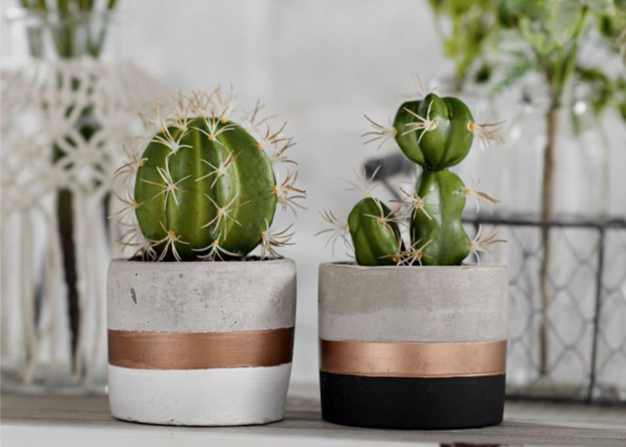 Banyak yang Belum Tahu! Ini 5 Tanaman Hias Pembawa Sial yang Kurang Cocok di Dalam Rumah, No.2 Banyak Disukai