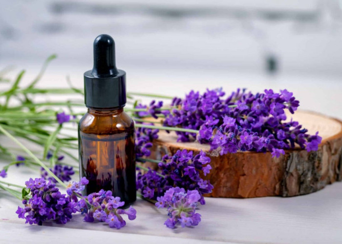 Rumah Jadi Bebas dari Polusi! Ini Pilihan 5 Tanaman Hias Penyerap Bau yang Bikin Udara Lebih Segar