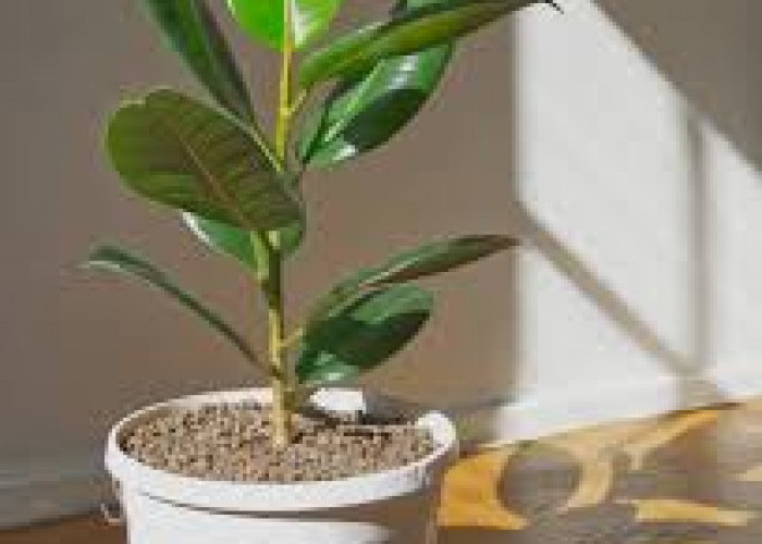 Bawa Hoki & Kelancaran Rezeki, Ini 7 Tanaman Hias Pembawa Keberuntungan di Rumah Menurut Feng Shui