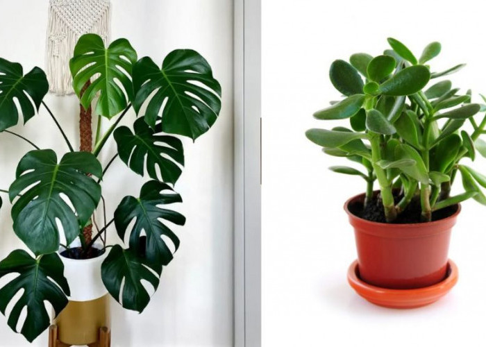 Tampilan Asri dan Bermakna, 6 Tanaman Hias Depan Rumah Pembawa Hoki Menurut Feng Shui