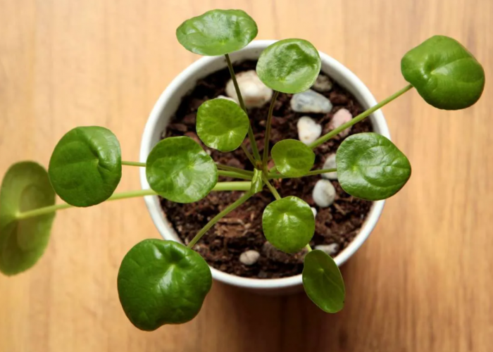 Ampuh Menarik Rezeki ke Pemilik, 10 Jenis Tanaman Hias Penjaga Rumah dan Penangkal Penyakit, Minimal Punya 1