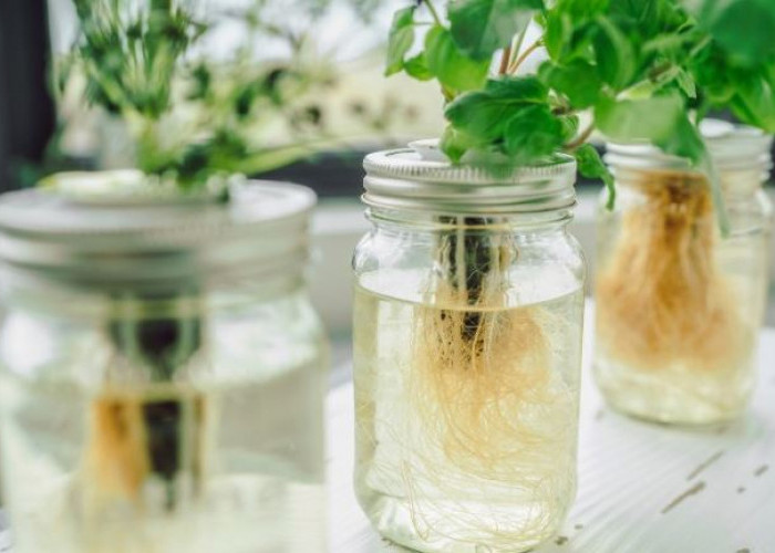 5 Tanaman Hias Hidroponik yang Mudah Dirawat Secara Indoor, Bersih & Ramah Pemula