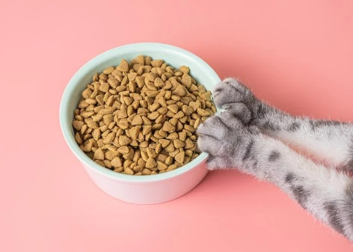 Makanan Kucing Kering (Dry Food), Memberikan Nutrisi Maksimal !