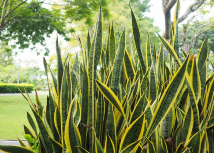 Menarik Rezeki dan Energi Positif, 10 Tanaman Hias Outdoor Pembawa Hoki Menurut Feng Shui dengan Penempatannya