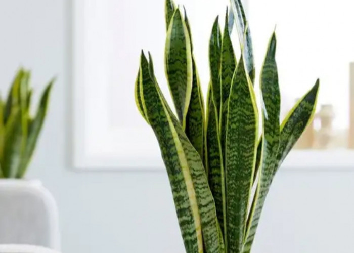Dekorasi Indah Penuh Manfaat! 5 Tanaman Hias yang Menyegarkan Mata Sekaligus Pembersih Udara dalam Ruangan