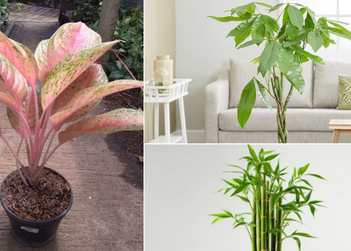 Rekomendasi 3 Tanaman Hias Pembawa Keberuntungan yang Bisa Buat Halaman Rumah Semakin Cantik