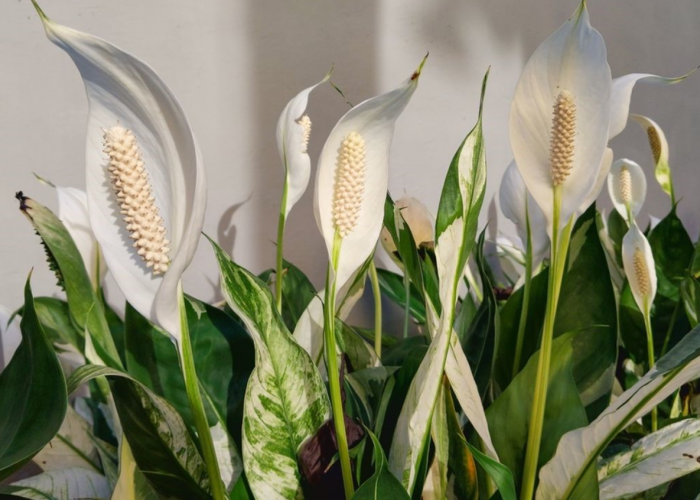 Rekomendasi 6 Tanaman Hias Pembawa Untung 2026 Ini Cocok Dipajang di Depan Rumah dan Memancing Keberuntungan