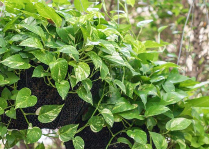 Hindari Kesialan, Berikut 7 Tanaman Hias Penjaga Rumah dari Energi Negatif yang Wajib Dimiliki & Mudah Dirawat