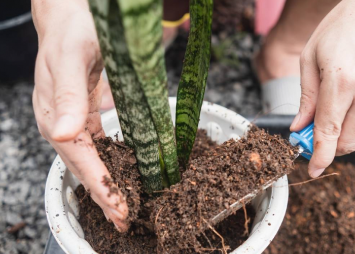 Menarik Energi Positif dan Rezeki ke Pemilik! 7 Tanaman Hias Outdoor Pembawa Kemakmuran untuk di Depan Rumah