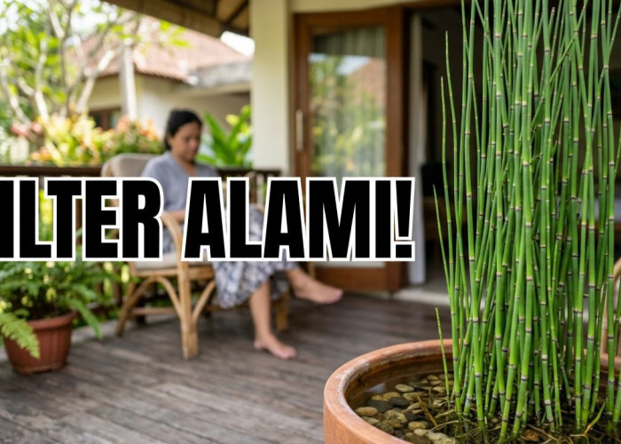 Perbaiki Kualitas Hidup hingga Jadi Filter Alami, Ini Kumpulan Manfaat Tanaman Bambu Air di Rumah! 