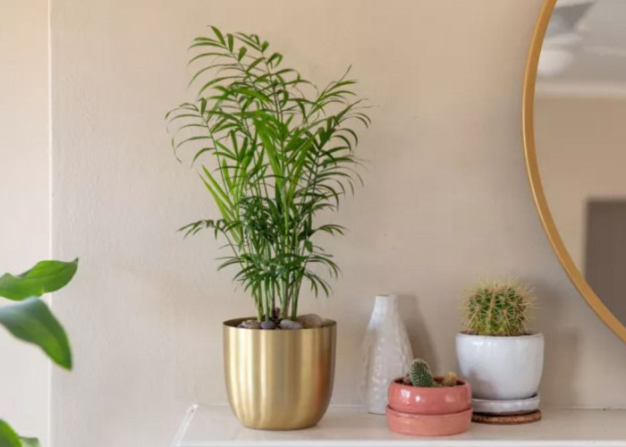 Bebas Polutan! 9 Jenis Tanaman Pembersih Udara Dalam Ruangan, Cocok Diletakan di Ruang Tamu dan Kamar Tidur