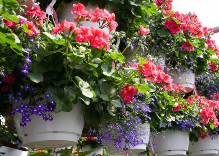 Bisa Undang Rezeki dan Keberuntungan ke Rumah, 6 Rekomendasi Tanaman Hias Depan Rumah yang Tahan Panas