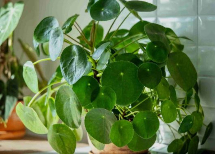 Indah Dipandang dan Melancarkan Rezeki, Berikut 8 Tanaman Hias Pembawa Kekayaan Paling Estetik Untuk Dekorasi