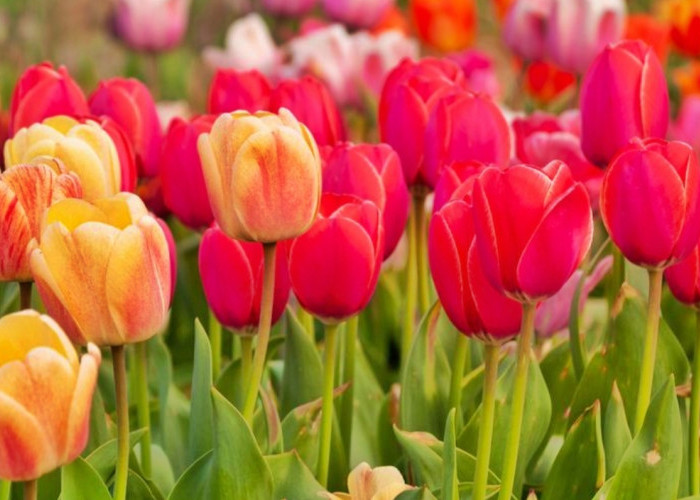Ternyata warna pada bunga tulip memiliki makna tersendiri loh! Berikut penjelasannya 