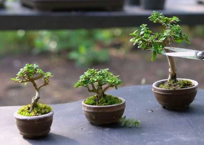 Bawa Keberuntungan ke Pemiliknya, Rekomendasi 5 Varian Tanaman Bonsai Mini yang Gampang Dirawat untuk Pemula