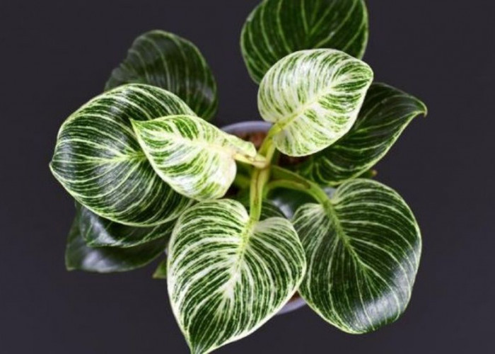 Tanaman Hias Tren 2026 yang Paling Dicari, Bikin Rumah Modern Estetik, Sejuk dan Mudah Dirawat 