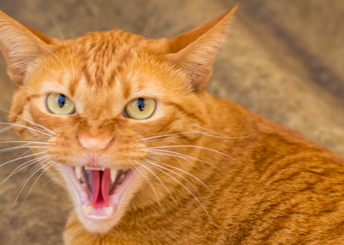 Jangan Anggap Sepele, Ini 8 Tanda Kucing Rabies yang Bisa Menular ke Manusia!