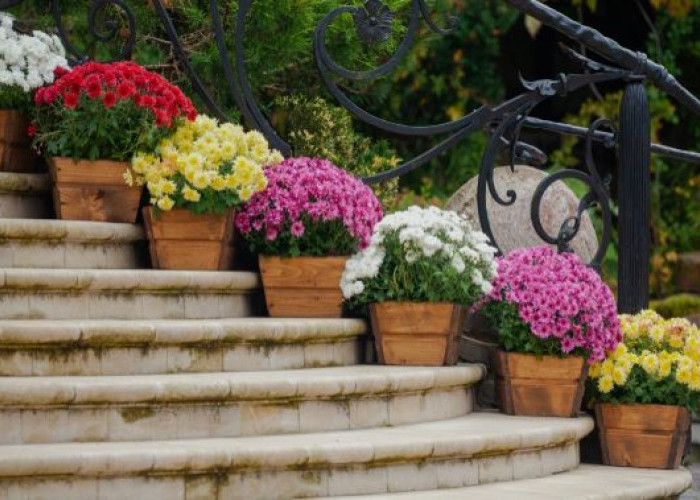 10 Tanaman Hias Outdoor Pembawa Keberuntungan Untuk Teras Rumah, Perawatannya Mudah & Pengundang Rezeki