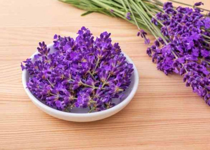 Lavender bisa mengusir nyamuk pergi loh! Berikut manfaat yang terkandung dalam tanaman lavender 